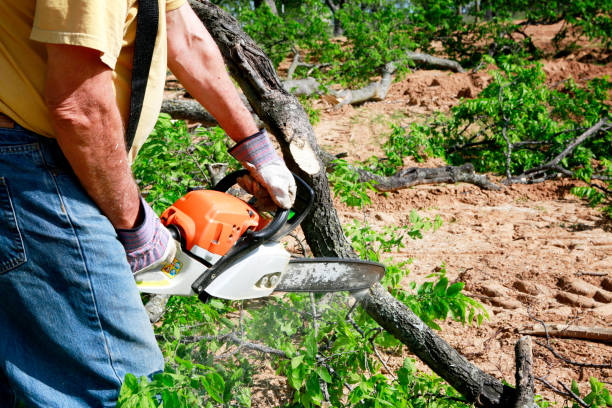 Best Arborist Consultation Services  in Waggaman, LA